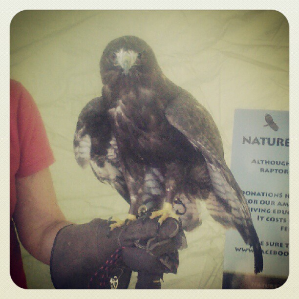 Redtailed hawk #natureseducators #parkhill