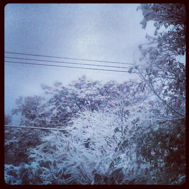 Snow trees #denver #snow