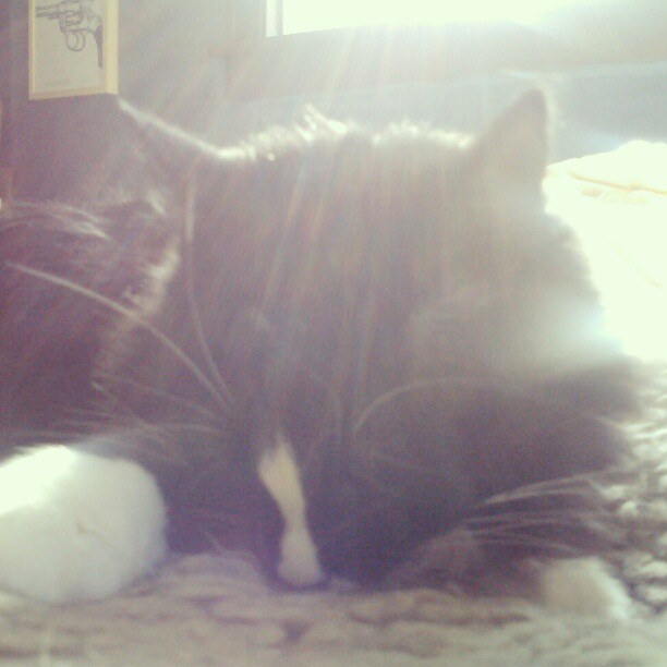 Frida in sun #cat