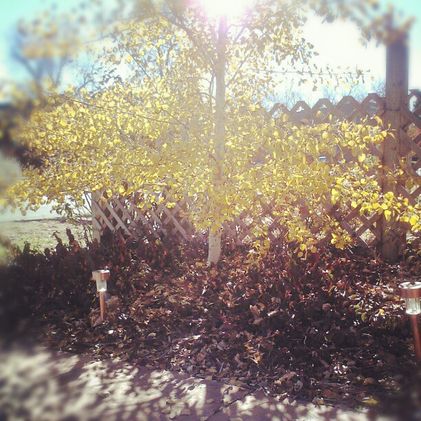 Fall colors #denver #garden #gold #purple #wintercreeper #aspen