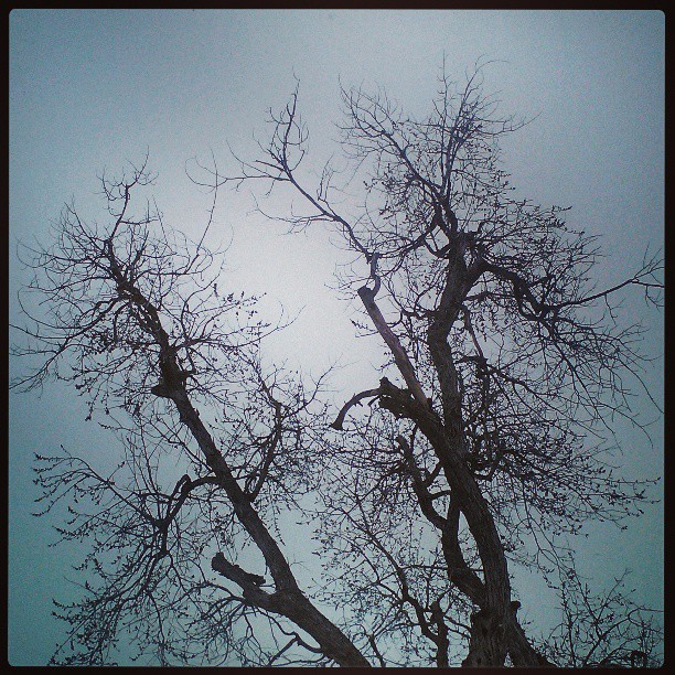 Silver maple tree #tree #sky #colorado  #snow #denver #maple #beautiful