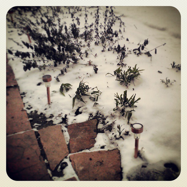 Nothing to shovel #snowdud #denver #cold #spring