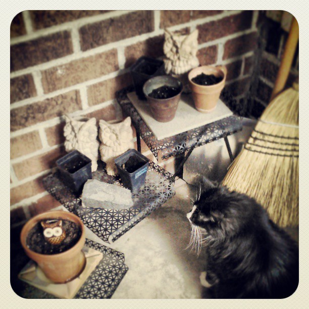 Frida watching the seeds grow #catnip #veggies #garden #cat