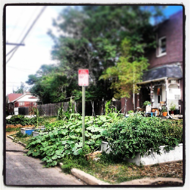 Urban farming #denver #farm #veggies #street #neighborhood