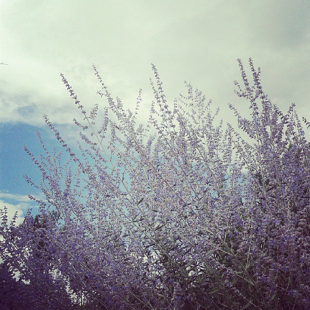 Russian sage #bees #sage #garden #denver #beautifulday