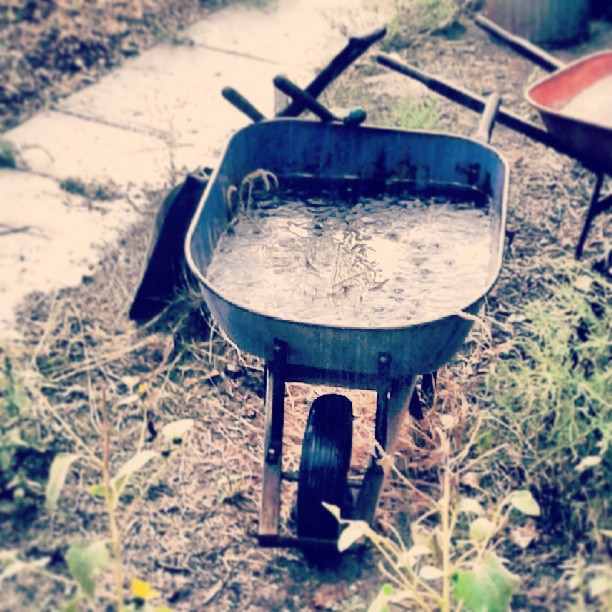 Wheelbarrow full of rainwater #Denver #rain #andmorerain