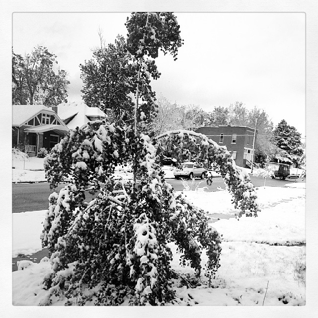 Happy little trees #Denver #may #snow