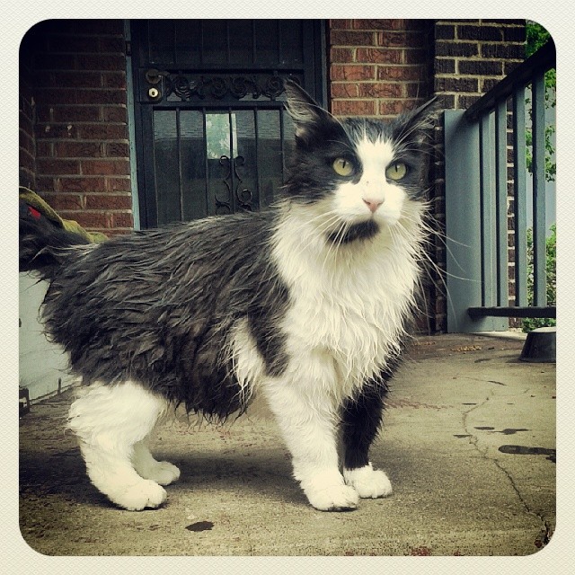 Pink caught in the hail storm #Denver #feral #cat