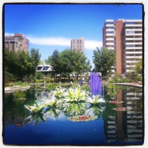 Chihuly #Denver  #botanicgardens #sculpture #glass