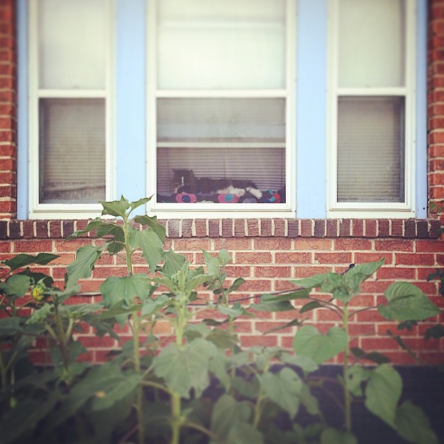 Frida watching the sunflowers bloom #sunflowers #cat #window