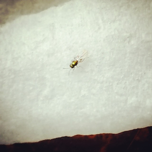 Teeny tiny flies are taking over #Denver #summer