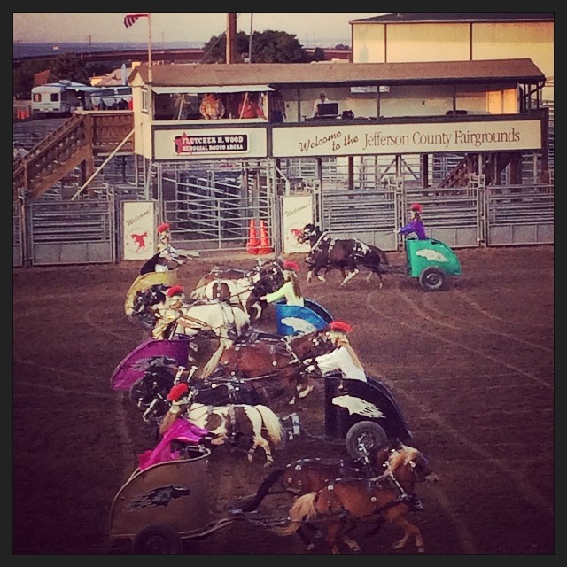 Ben Hur at the Jeffco Fair #jeffco #colorado