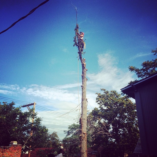 Tree removal #alpinetreeandshrub #denver #mulch