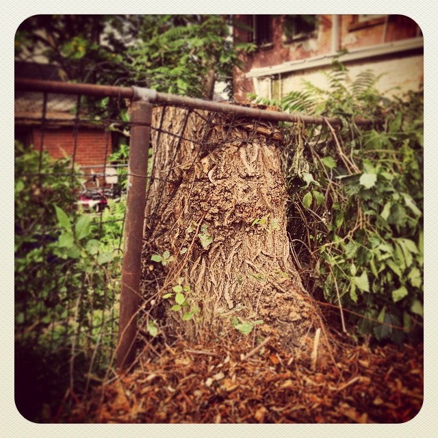 Tree stump absorbed wire fence #denver #tree