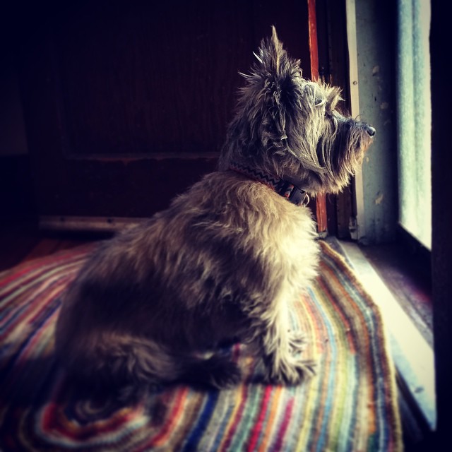 Ozzie my new friend #cairnterrier #dog #toto #denver