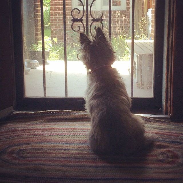 Squirrel watching #cairnterrier #dog #cute