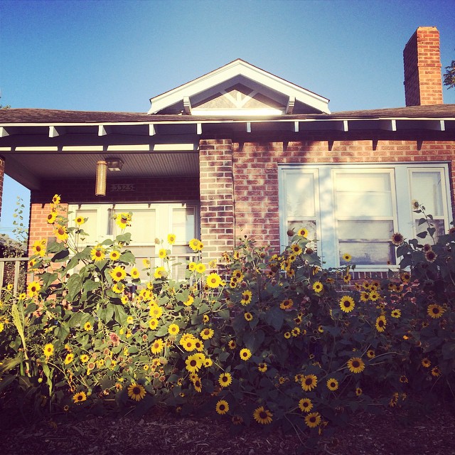 Sunflowers #denver #sunflowers #summer