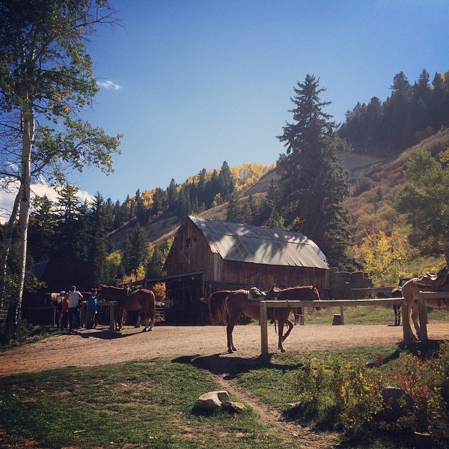 Horseback in Edwards #colorado #horse #mountains #aspen #fall