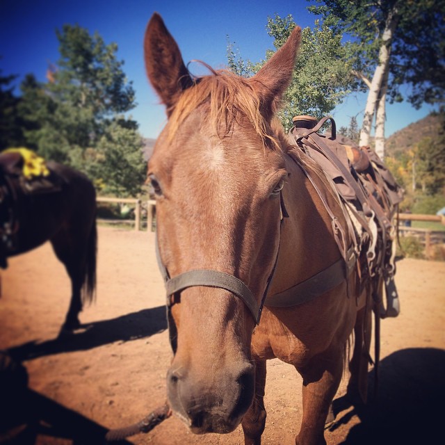 Eli #horse #bearcatstables #edwards #colorado