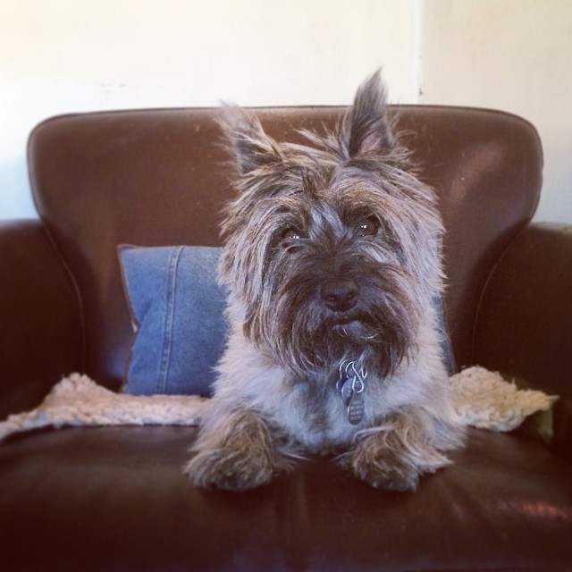 Ozzie relaxing after her 5k yesterday #longmont #colorado