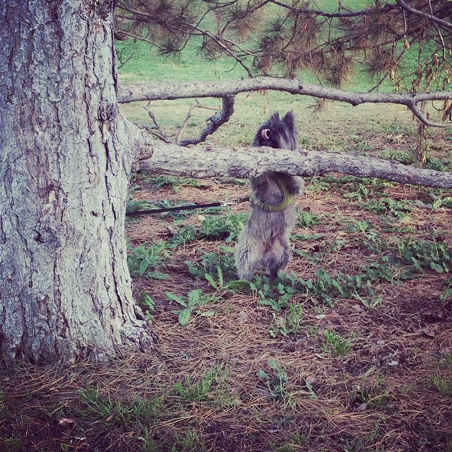 Squirrel hunting #cairnterrier #dog #denver #park