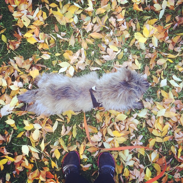 Fall #cairnterrier #dog #leaves #orange #yellow #fall #walk