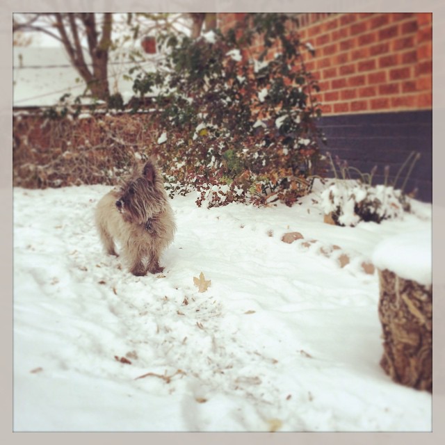 Ozzie with a snout full of snow #denver #snow #cold