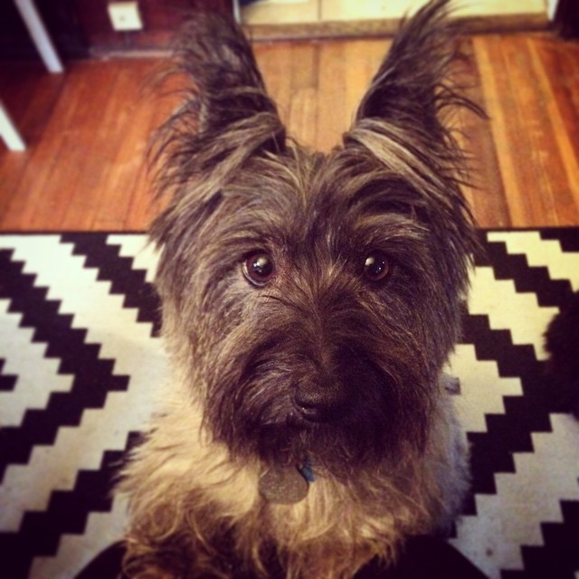 Ozzie really wants a Christmas cookie #cairnterrier #dog