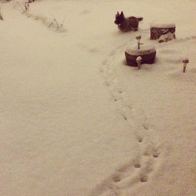Ozzie white Christmas #cairnterrier #snow #denver