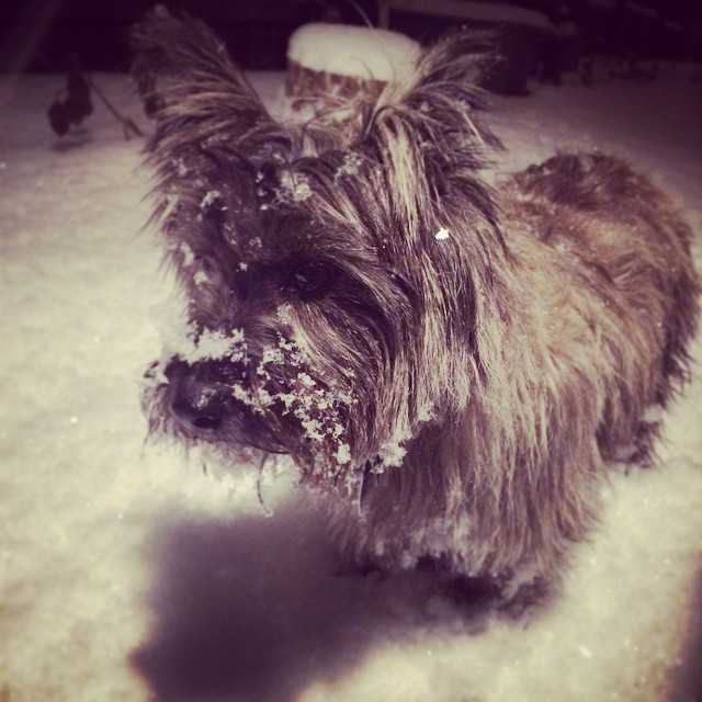 Snowy dog #denver #cairnterrier #snow