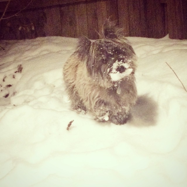 More snow for the New Year #cairnterrier #dog #denver #snow