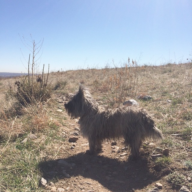 Ozzie enjoying a beautiful Spring day #cairnterrier #dog #spring #denver #dogpark #colorado