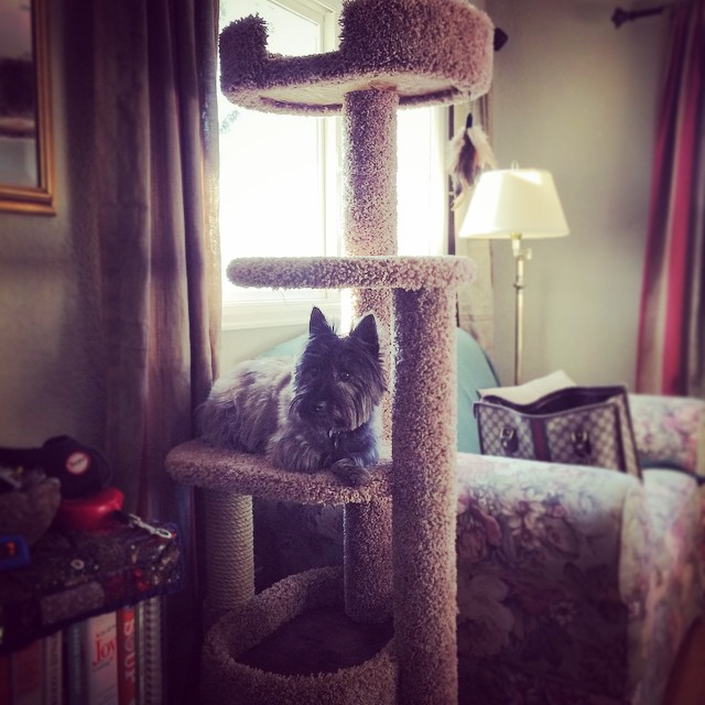 Dog in a cat tree #cairnterrier #dog #cat #summitridge