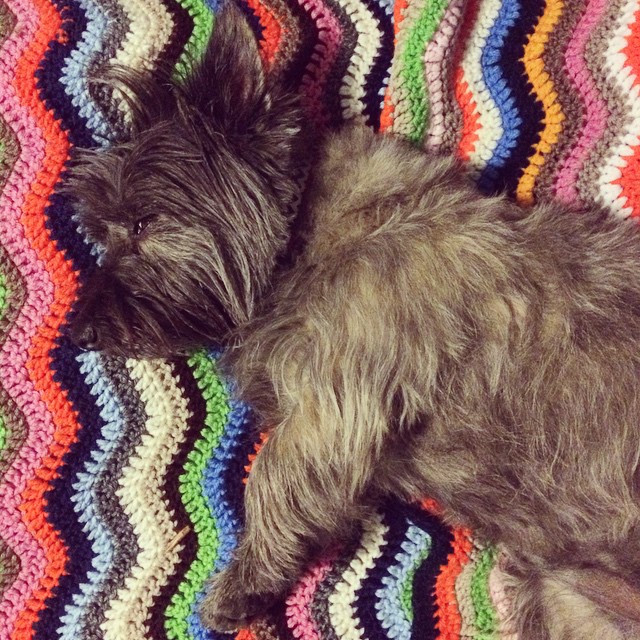 Ozzie napping after our long walk at the park #crochet #cairnterrier #dog #denver