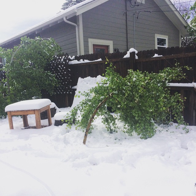 Sad little trees #Denver #snow #may