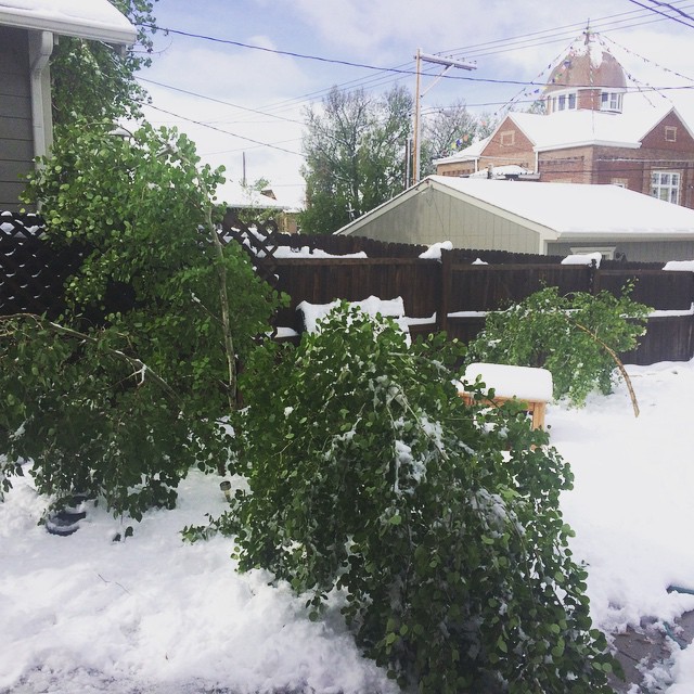 Bendy aspen trees #Denver #snow #may #aspen