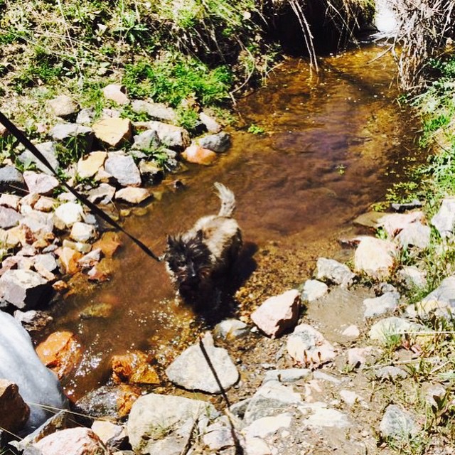 Ozzie taking a dip #colorado #whiteranch #golden #hike #cairnterrier