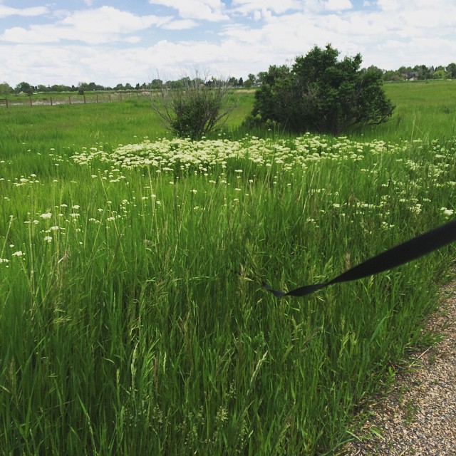 Dog lost in the grass #cairnterrier #denver