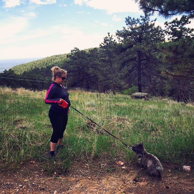 Getting ready to pose #colorado #cairnterrier #hike #golden #whiteranch