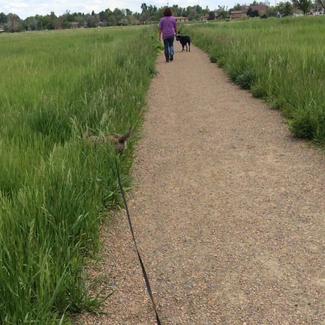 Tall grass #cairnterrier #denver