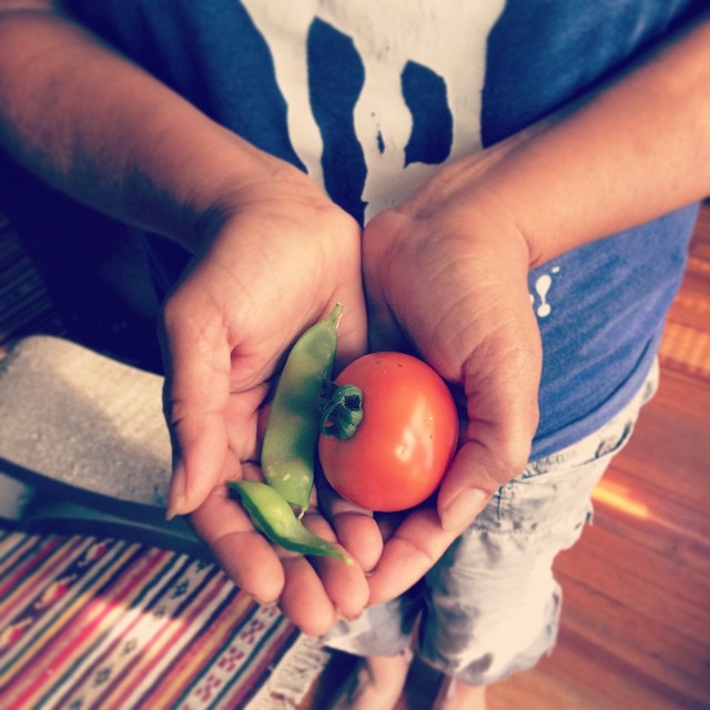 Our garden so far #Denver #garden #veggies