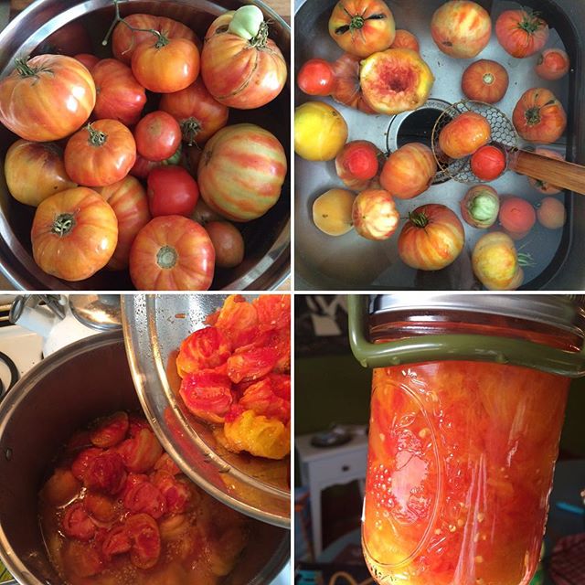 Canning Ellie Mae our Hillbilly heirloom tomatoes #canning #tomato #harvest