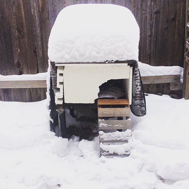 Feral cat home #winter #Denver #snow