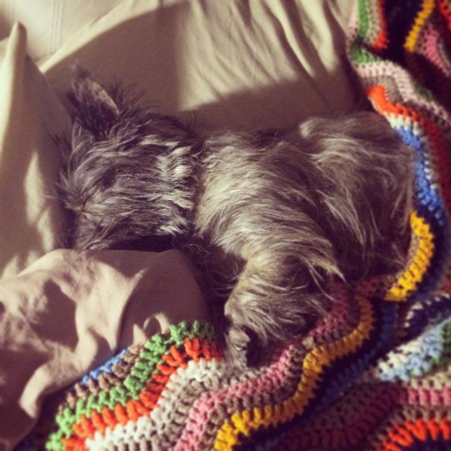 My poor little Ozzie injured her hind leg. Vet has given us meds and bed rest. The year of firemonkey indeed. #firemonkey #cairn #cairnterrier #dogsofinstagram #dog