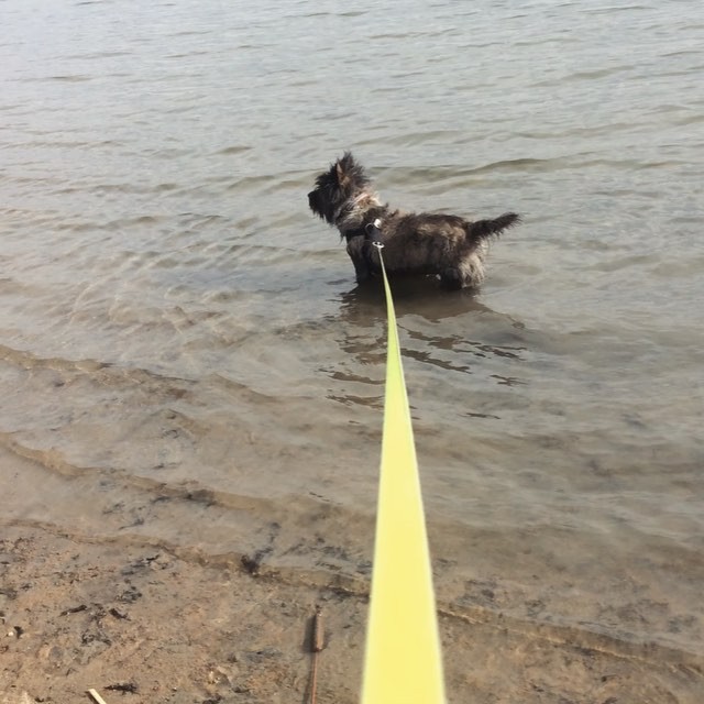 Happy to report that Ozzie is back to her old self #cairnterrier #dogsofinstagram #dog