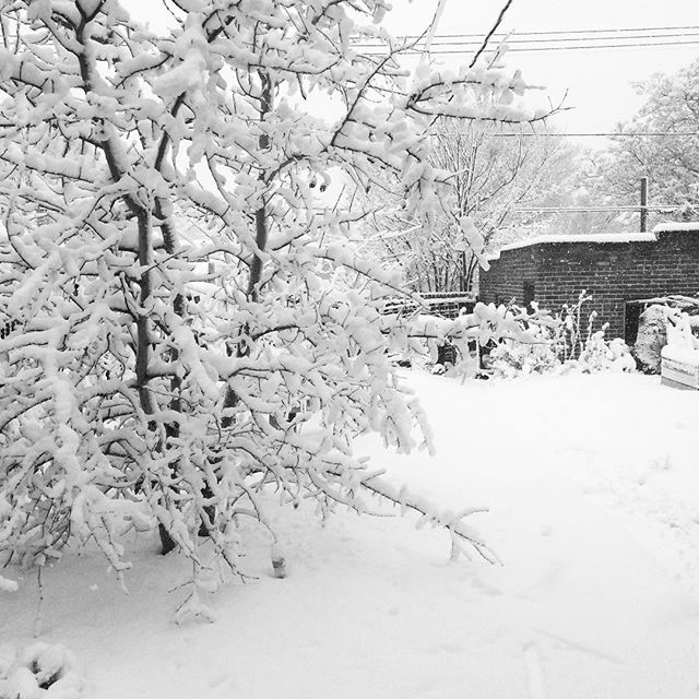 Snow day #blizzard2016 #Denver #curryday