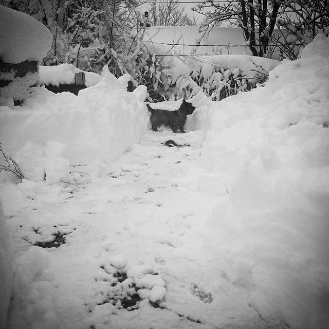 Shoveling Ozzie paths in the snow #Denver #blizzard2016 #instadog #cairnterrier #cairnterriersofinstagram #snow