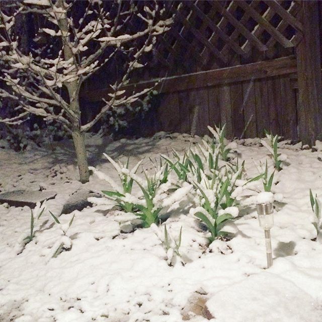 St Patrick's Day snow #Denver #garden #green #snow