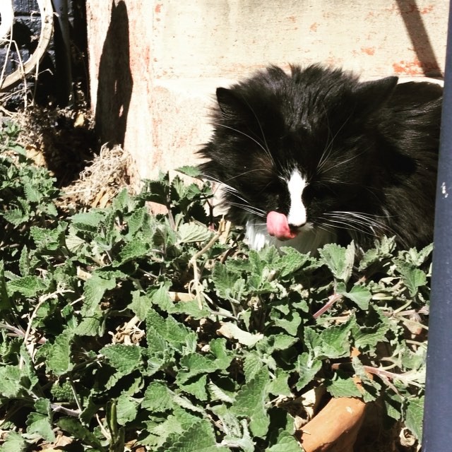 Frida and cat nip #instacat #catnip #cat #blackandwhite #vegan