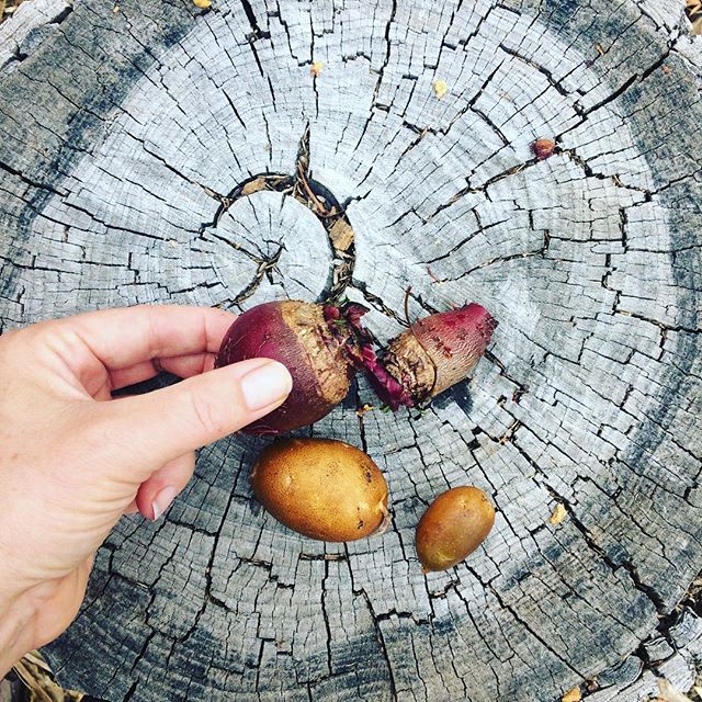 Beets and potatoes harvest before the snow #idontknow #youcantdoeverything #thatsallfolks